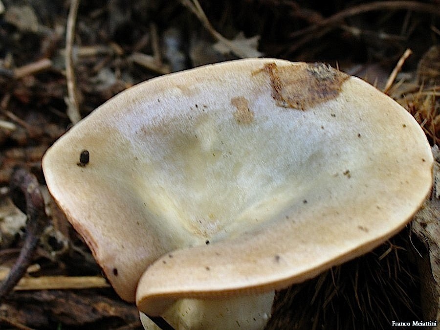 Lactarius da determinare